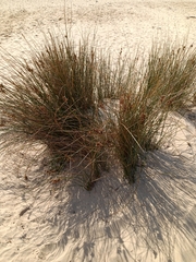 Juncus maritimus