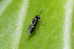 Eulophidae