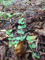 Veronica serpyllifolia serpyllifolia