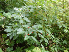 Lonicera alpigena