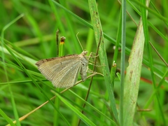 Scotopteryx chenopodiata