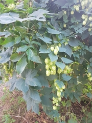 Humulus lupulus