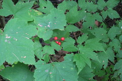 Actaea erythrocarpa