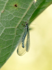 Chrysopa perla