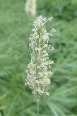 Phleum pratense