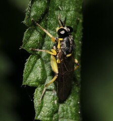 Solva marginata