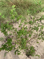 Planera aquatica