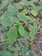 Callicarpa pedunculata