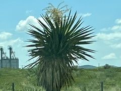 Yucca faxoniana