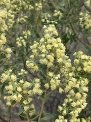 Baccharis dracunculifolia