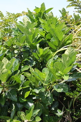 Ficus septica