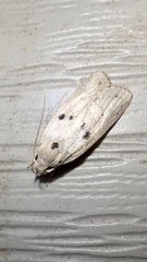 Scythropiodes issikii