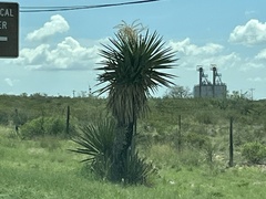 Yucca faxoniana