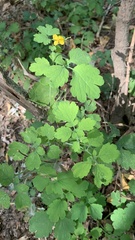Chelidonium majus