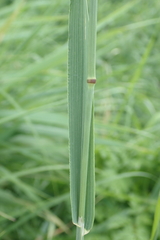 Phleum pratense