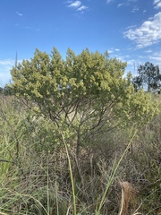 Baccharis dracunculifolia