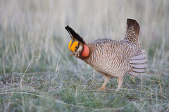 Tympanuchus pallidicinctus