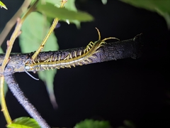 Scolopendra mutilans