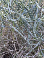Baccharis articulata