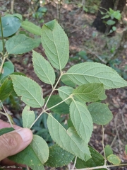 Callicarpa pedunculata