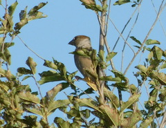 Coccothraustes coccothraustes