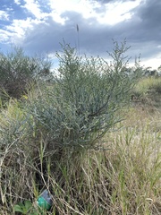 Baccharis articulata