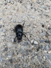 Lucanus placidus