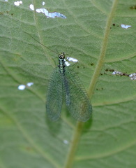 Chrysopa perla