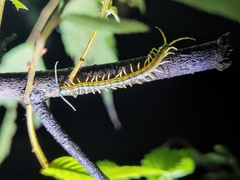 Scolopendra mutilans