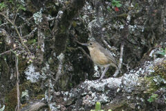 Grallaria quitensis