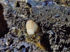 Coprinellus radians