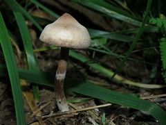 Rhodocybe