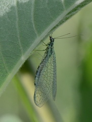 Chrysopa perla