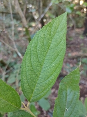 Callicarpa pedunculata
