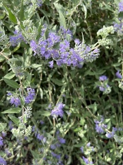 Caryopteris