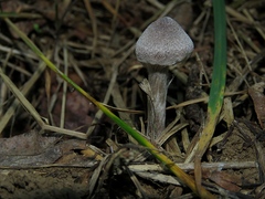 Rhodocybe