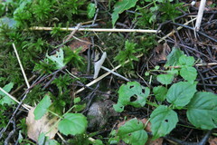 Cystolepiota seminuda
