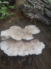 Climacocystis borealis