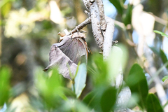 Charaxes varanes varanes