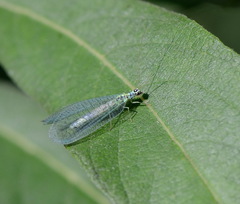 Chrysopa perla