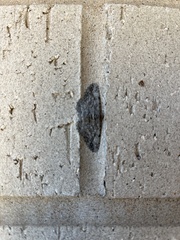 Anavitrinella pampinaria