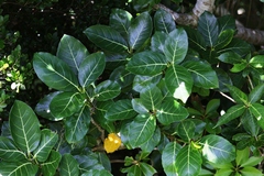 Ficus septica