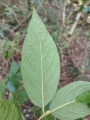 Callicarpa pedunculata