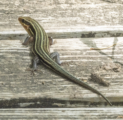 Plestiodon fasciatus