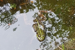 Pelophylax