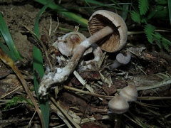 Rhodocybe