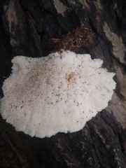 Climacocystis borealis