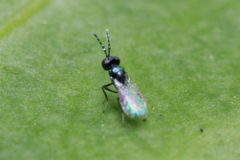 Eulophidae