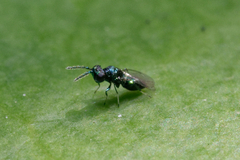 Eulophidae