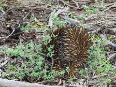 Tachyglossus aculeatus